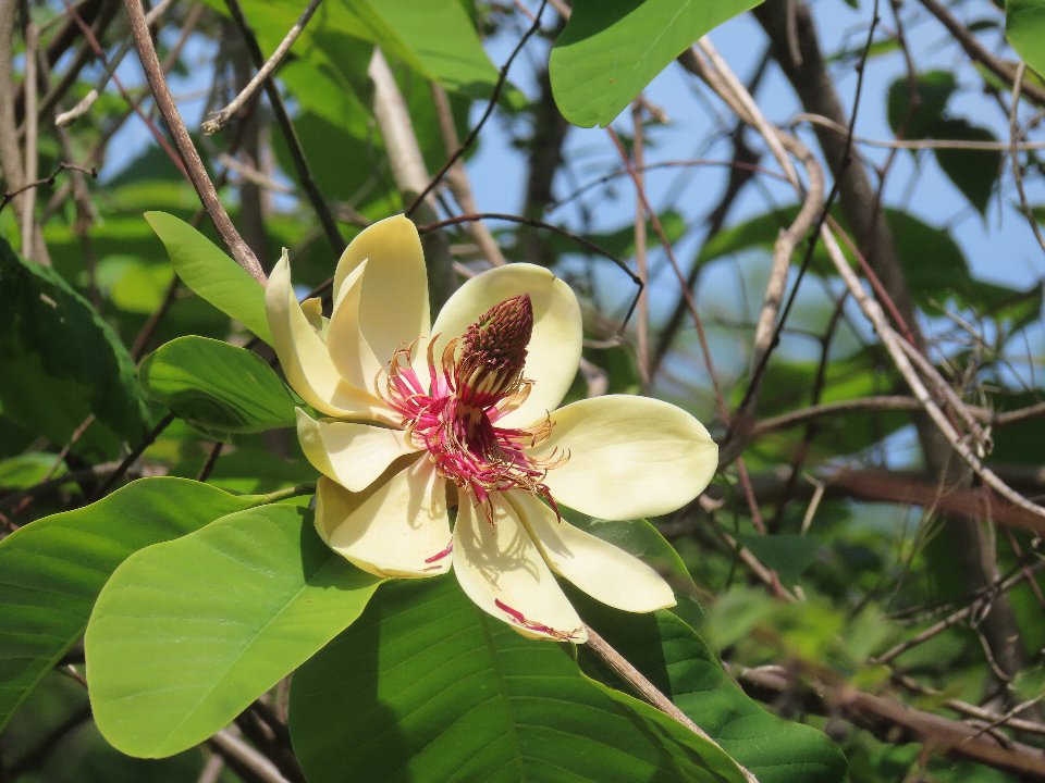 小山内裏公園260426ホオノキ (1)