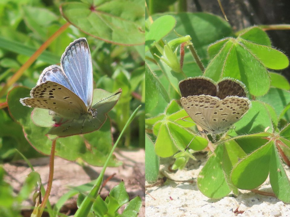 小山内裏公園260426ヤマトシジミ♂♀