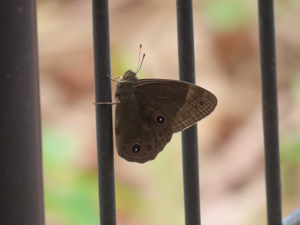 小山内裏公園260503クロヒカゲ