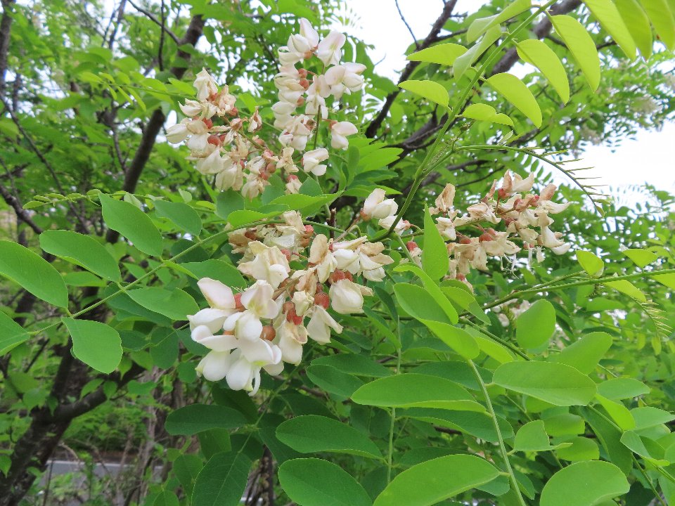 小山内裏公園260503ニセアカシア (1)