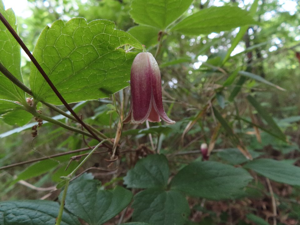 小山内裏公園260503ハンショウヅル (1)