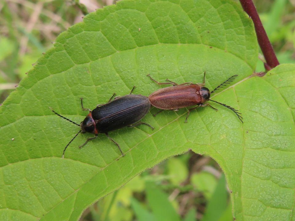 小山内裏公園260503ヒゲナガハナノミ