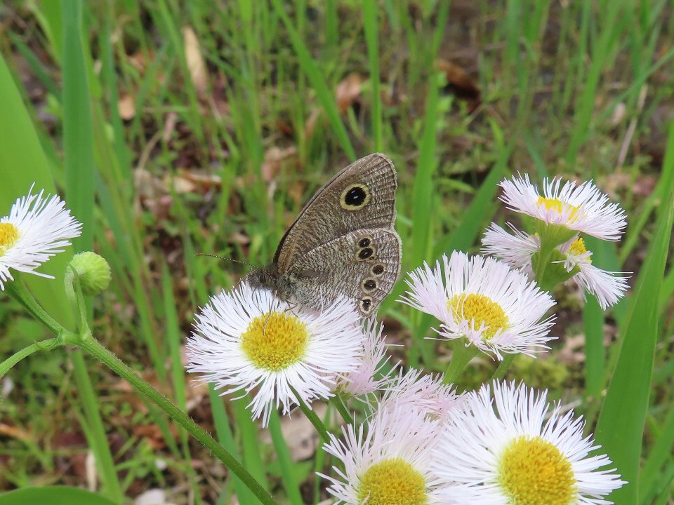 小山内裏公園260503ヒメウラナミジャノメ