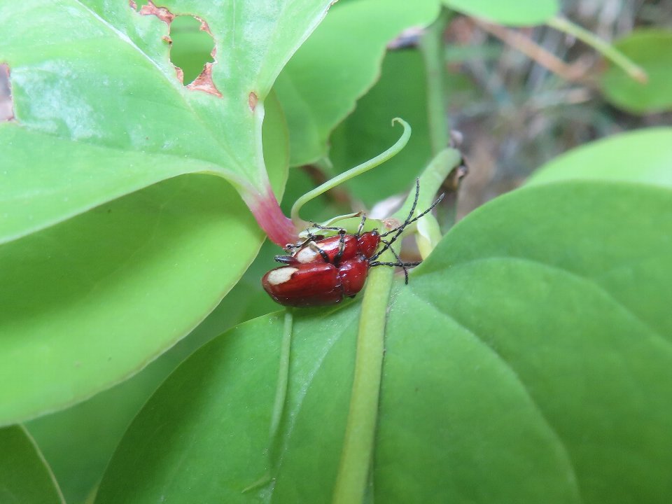 小山内裏公園260503フタホシオオノミハムシ