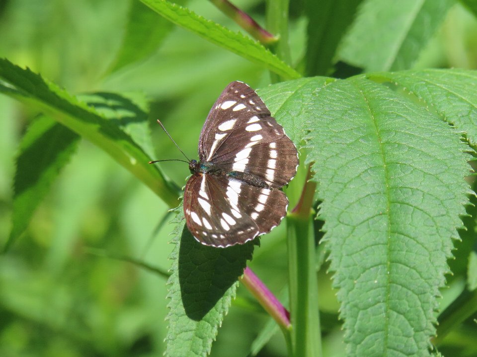 小山内裏公園260511コミスジ