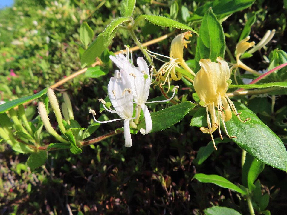 小山内裏公園260511スイカズラ (1)