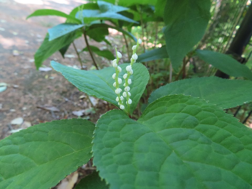 小山内裏公園260511フタリシズカ (1)