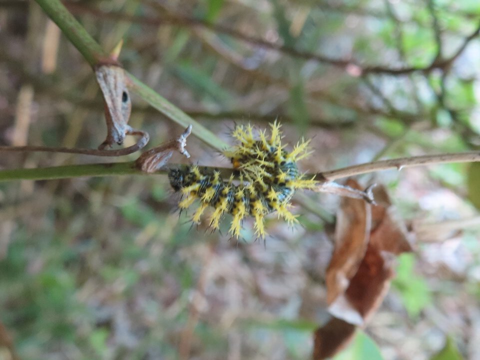小山内裏公園260511ルリタテハ幼虫