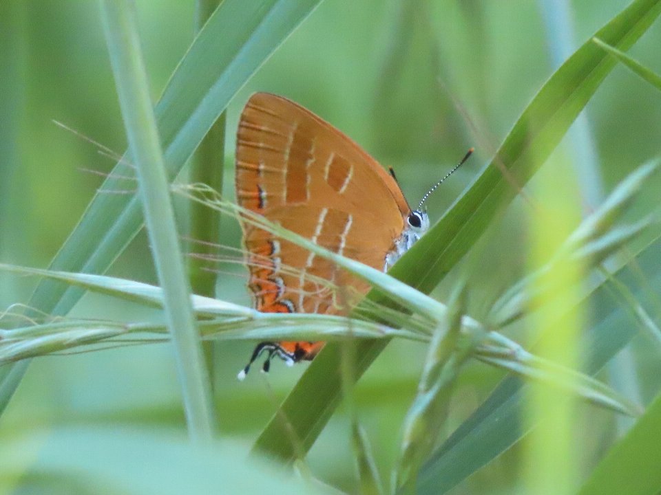 小山内裏公園260517アカシジミ
