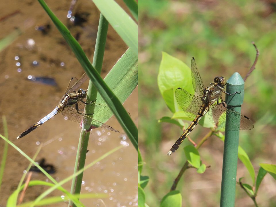 小山内裏公園260517シオカラトンボ♂♀