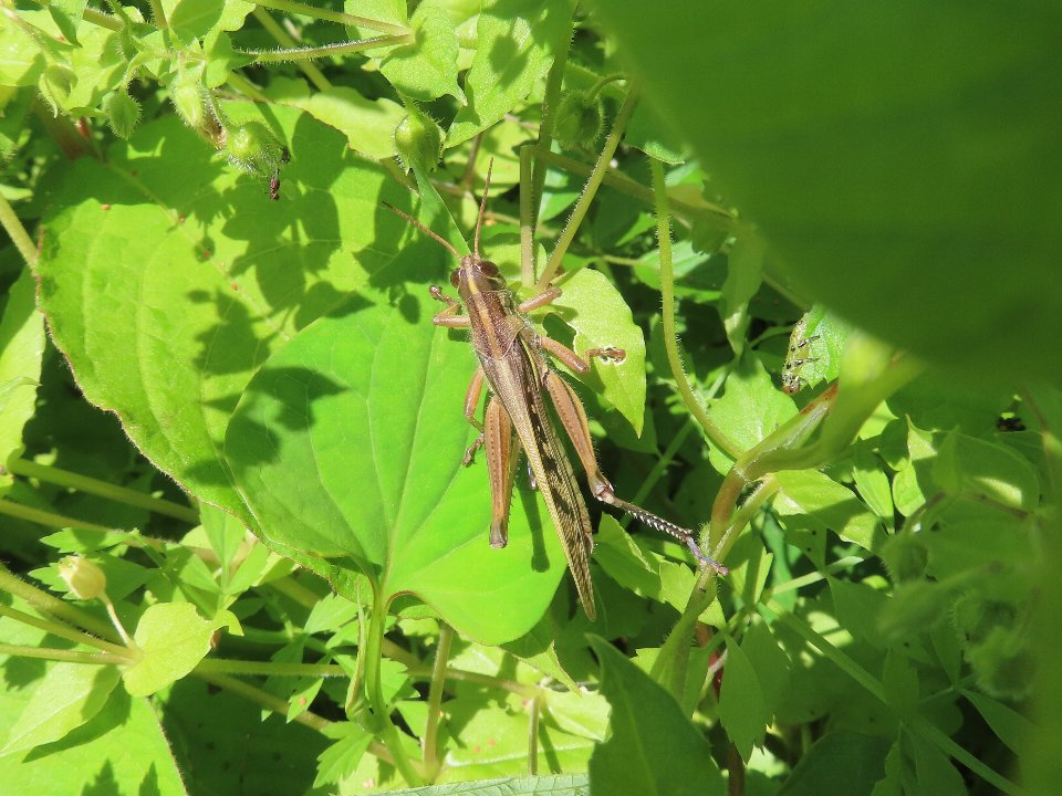 小山内裏公園260517ツチイナゴ