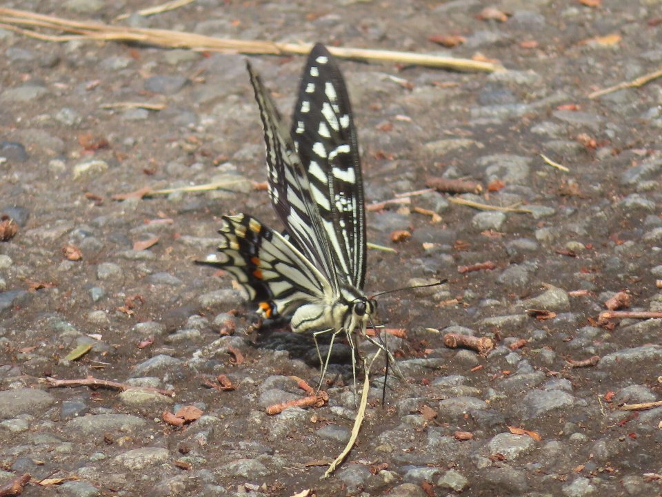 小山内裏公園260526アゲハチョウ