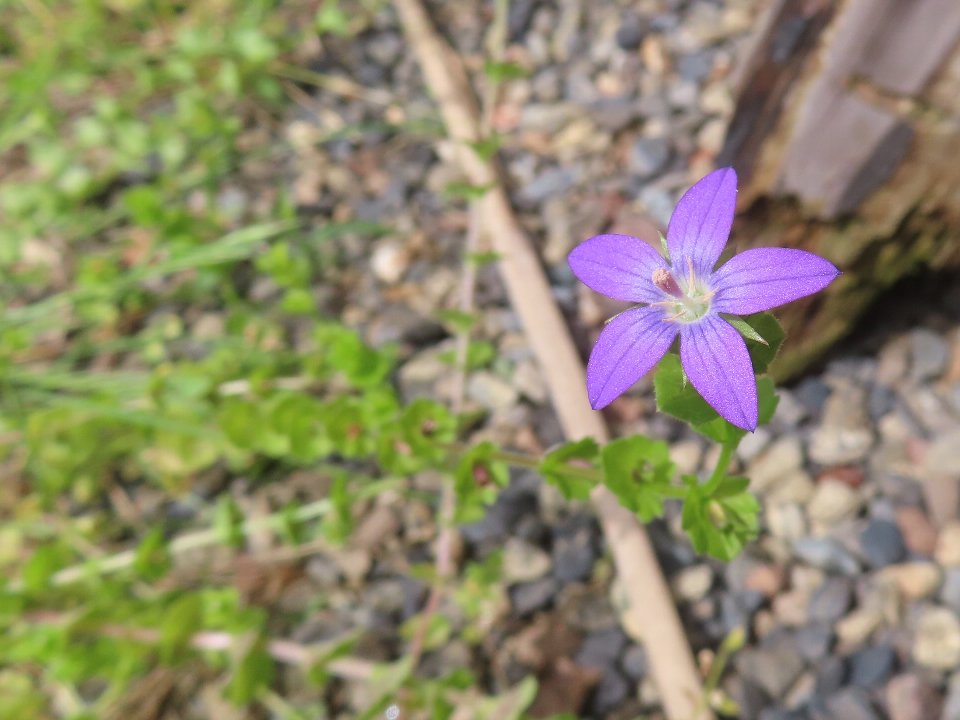 小山内裏公園260526キキョウソウ (1)