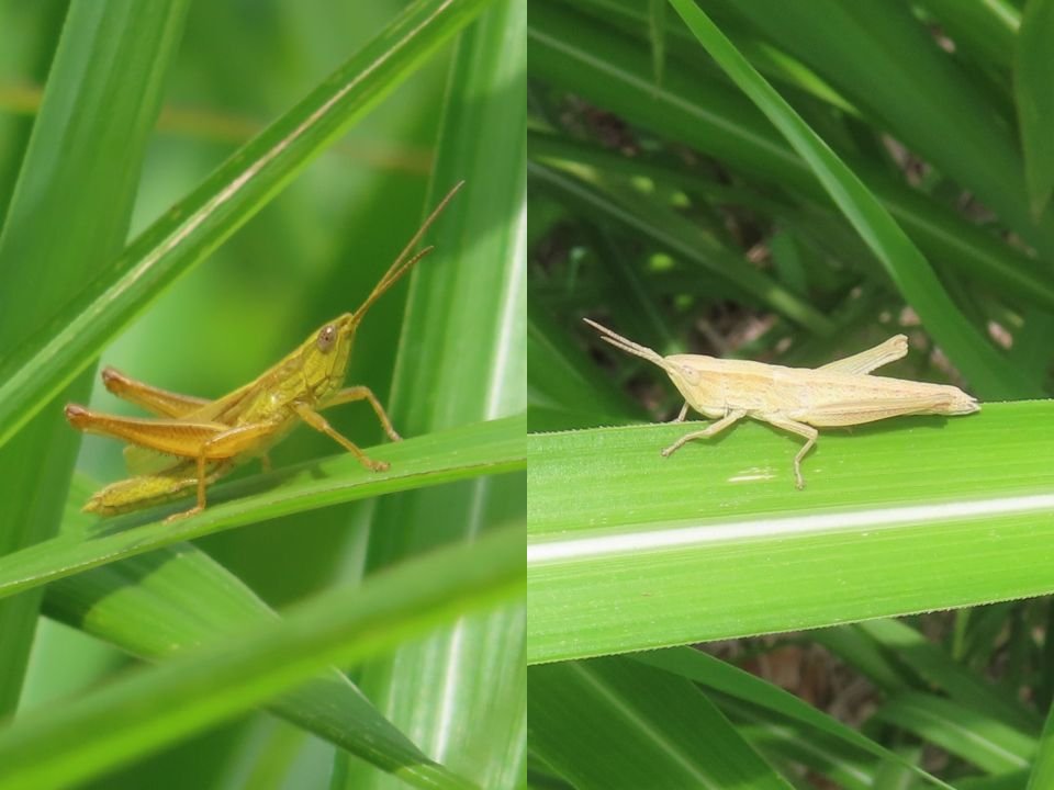 小山内裏公園260526ナキイナゴ♂♀