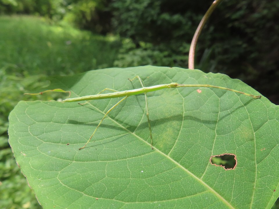 小山内裏公園260526ナナフシモドキ幼虫