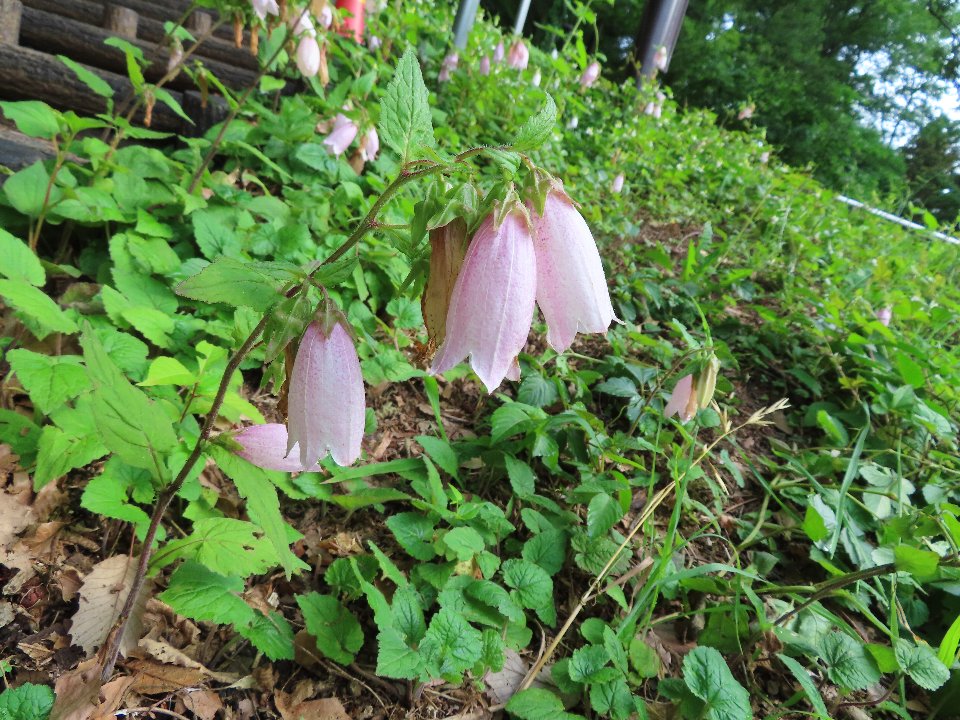 小山内裏公園260526ホタルブクロ (1)