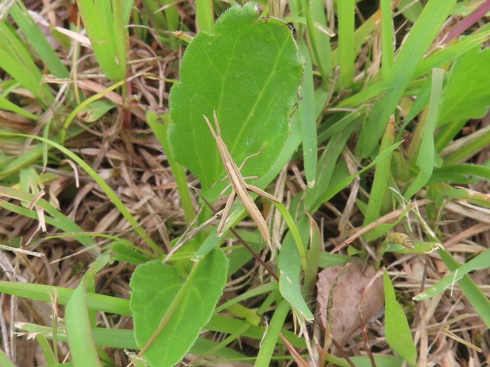 小山内裏公園260605ショウリョウバッタの幼虫