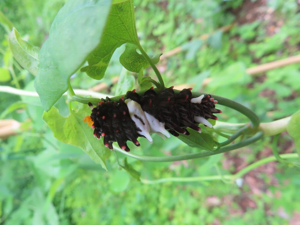 小山内裏公園260605ジャコウアゲハの幼虫