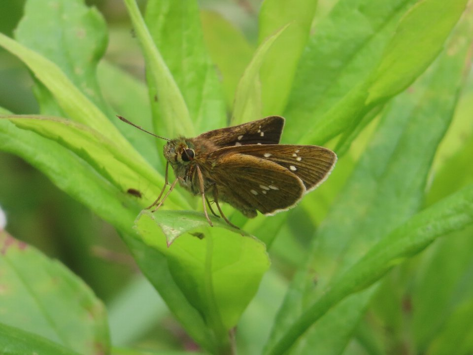 小山内裏公園260612オオチャバネセセリ