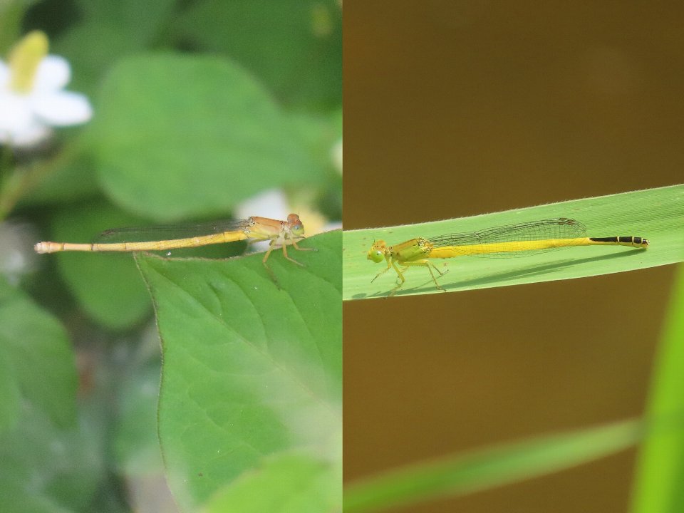 小山内裏公園260612キイトトンボ