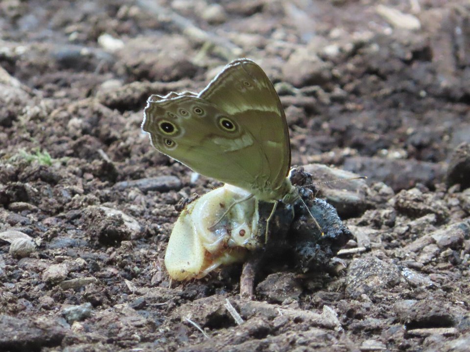 小山内裏公園260612ヒカゲチョウ