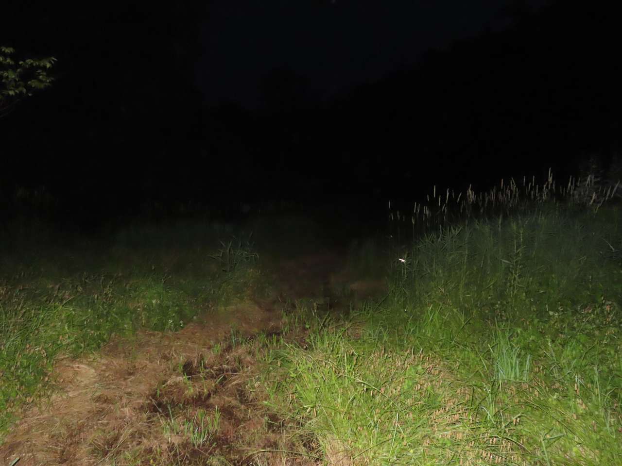 小山内裏公園260616ホタル調査津島谷戸下流部調査地