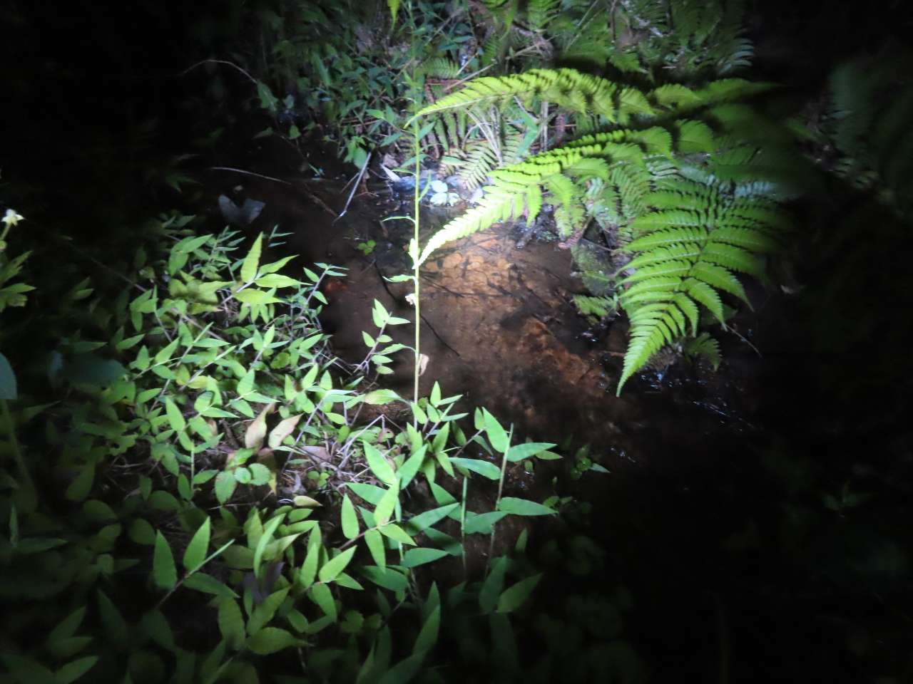 小山内裏公園260616津島谷戸小川中流部