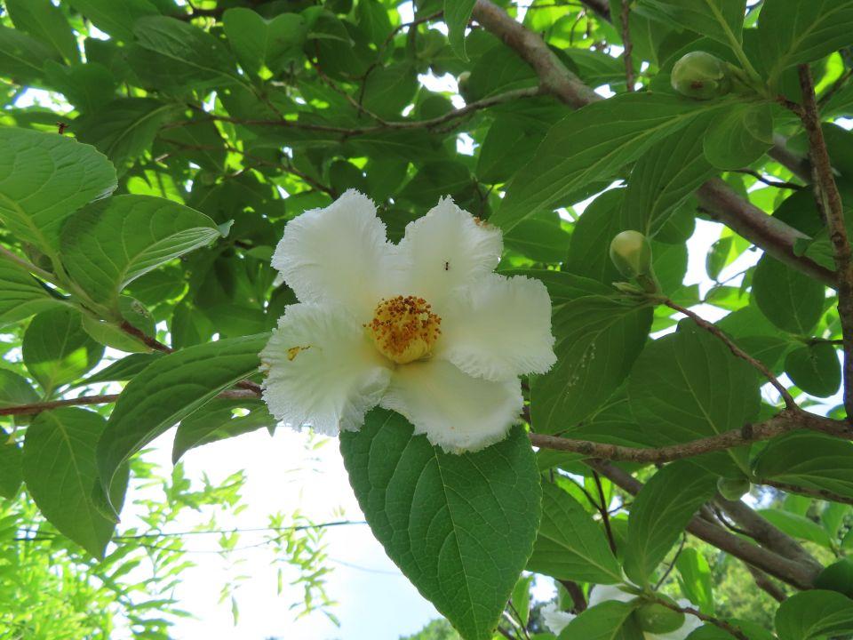 小山内裏公園260619ナツツバキ (1)