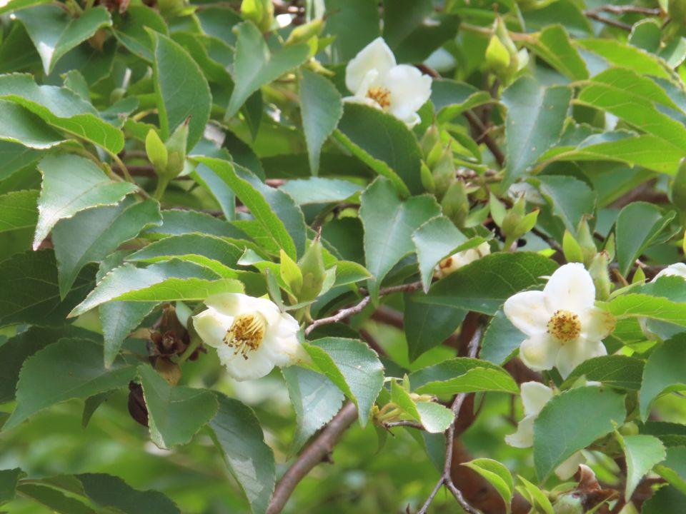 小山内裏公園260619ヒメシャラ (1)