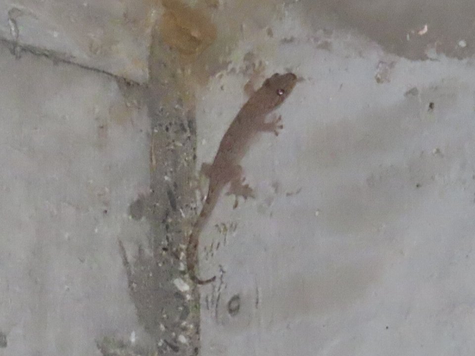 小山内裏公園260621ニホンヤモリ