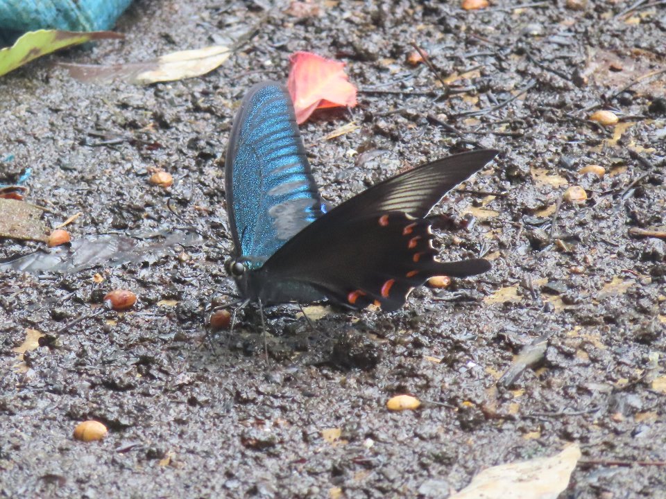 小山内裏公園260701カラスアゲハ
