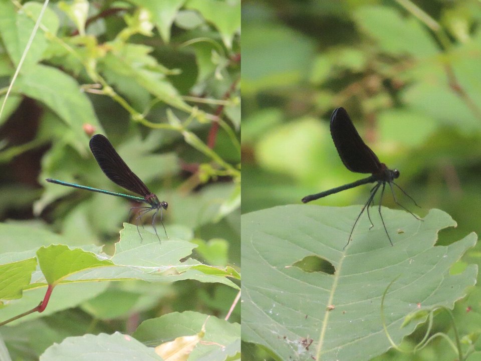 小山内裏公園260701ハグロトンボ♂♀