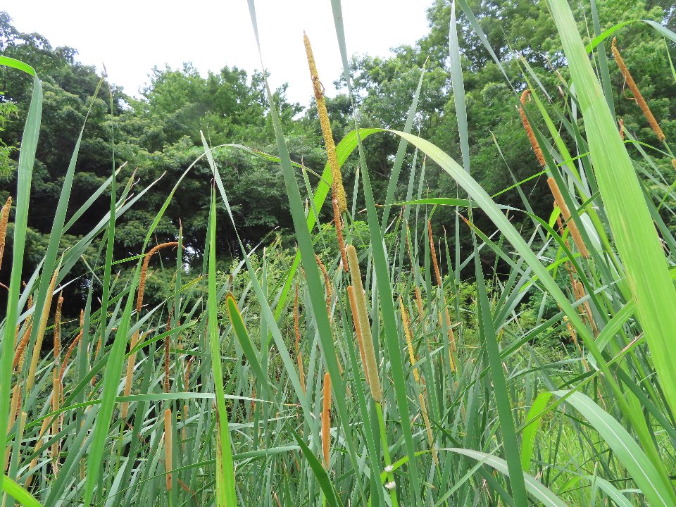 小山内裏公園260701ヒメガマ (1)