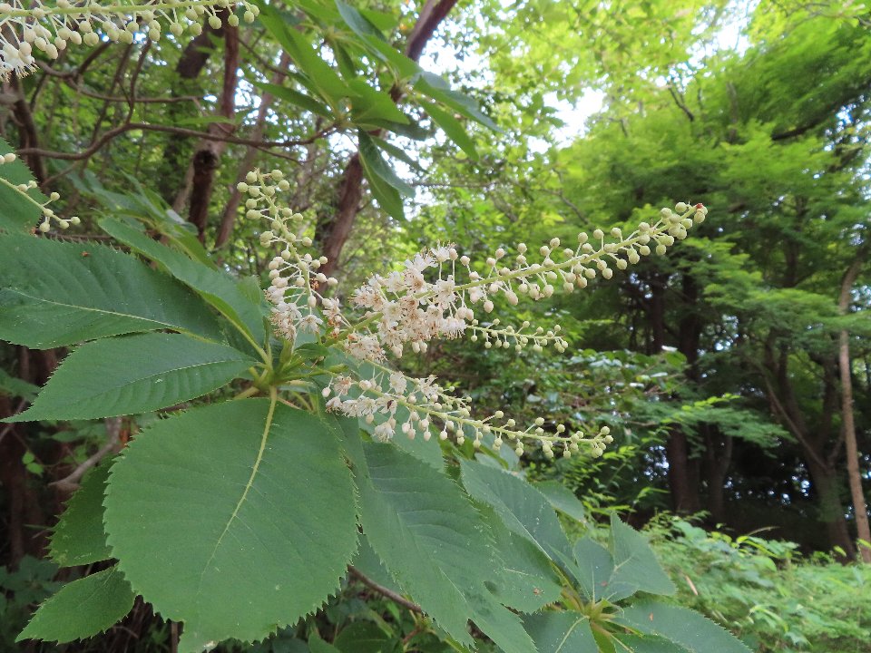 小山内裏公園260701リョウブ (1)