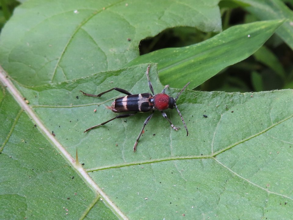 小山内裏公園260712クビアカトラカミキリ