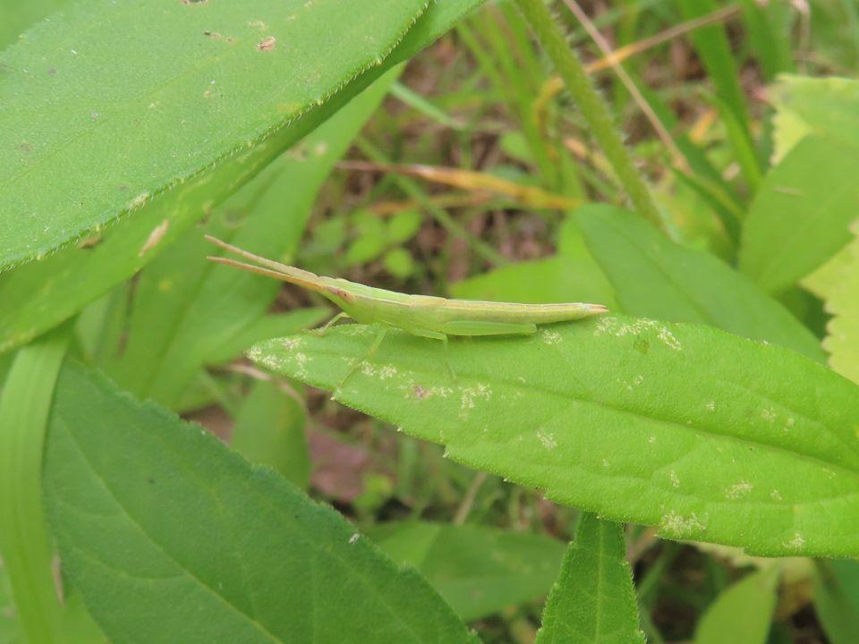 小山内裏公園260712ショウリョウバッタモドキ幼虫