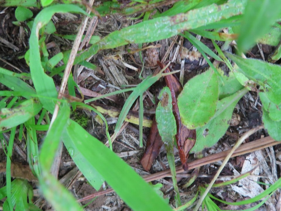 小山内裏公園260712ショウリョウバッタ幼虫