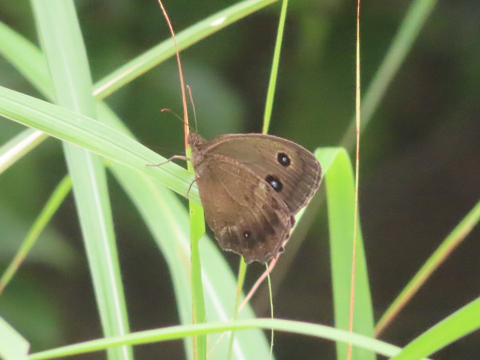 小山内裏公園260712ジャノメチョウ
