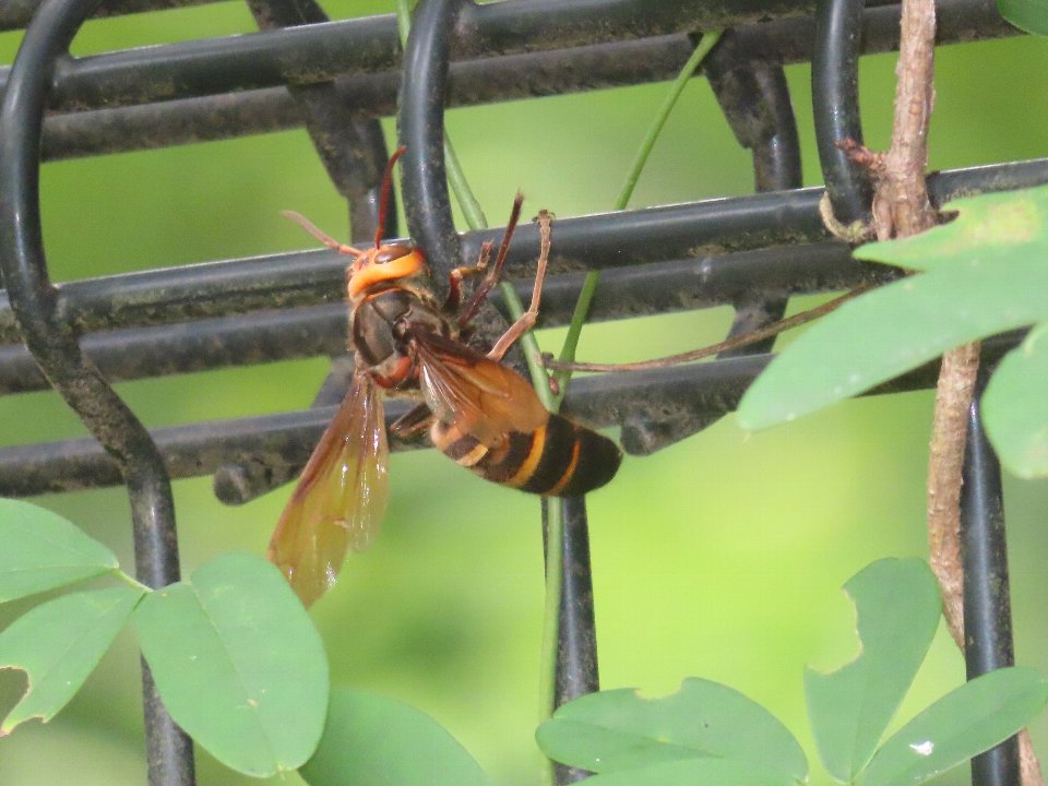 小山内裏公園260712ヒメスズメバチ