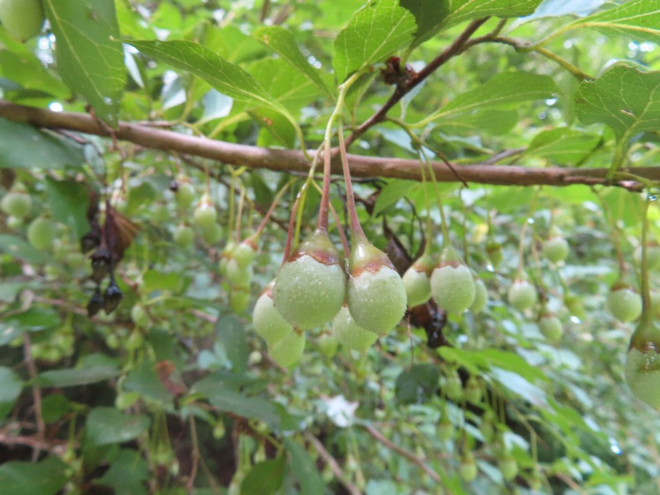 小山内裏公園260718エゴノキの実 (1)