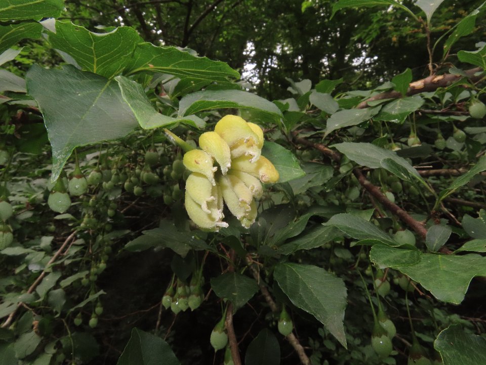 小山内裏公園260718エゴノネコフシアブラムシ