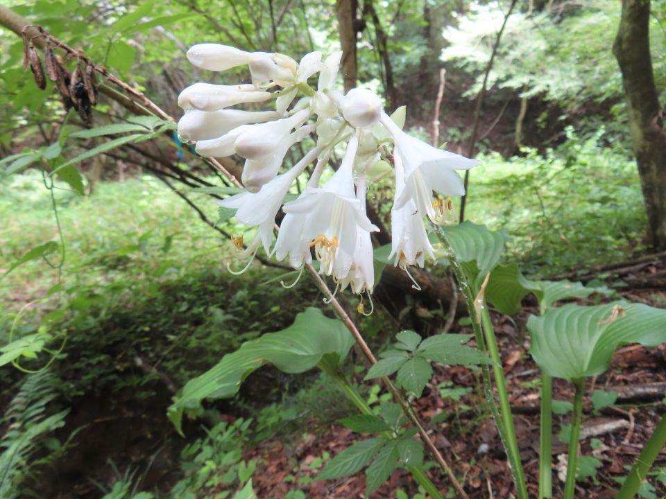 小山内裏公園260718オオバギボウシ (1)