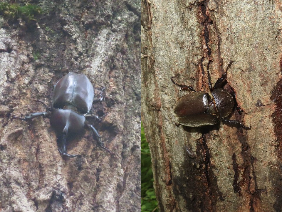小山内裏公園260718カブトムシ♂♀