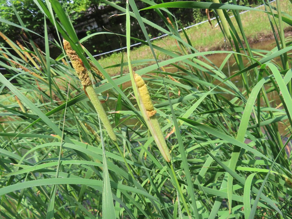 小山内裏公園260718コガマ (1)