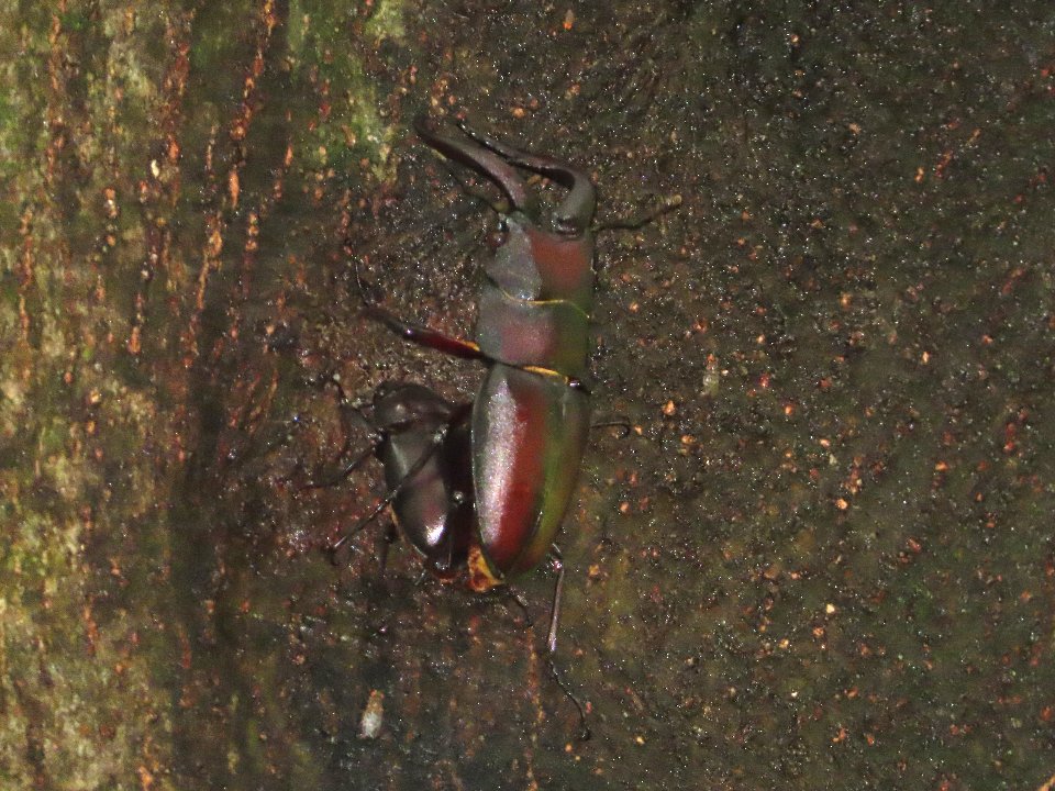 小山内裏公園260718ノコギリクワガタのペア