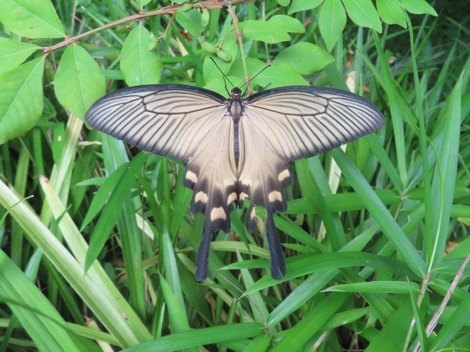 小山内裏公園260724ジャコウアゲハ♀