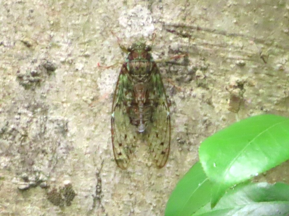 小山内裏公園260724ヒグラシ