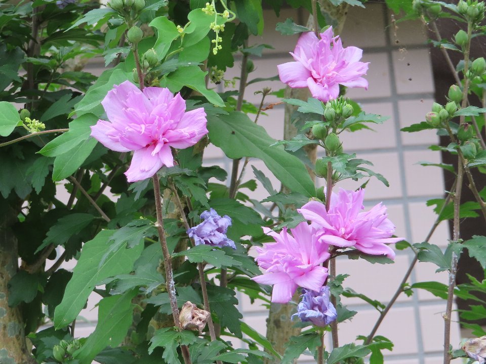小山内裏公園260724ムクゲ (1)