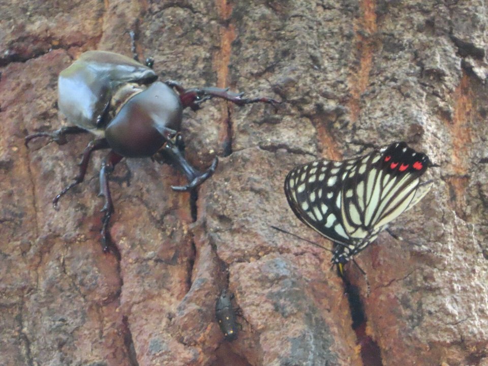 小山内裏公園260802カブトムシ、アカボシゴマダラ