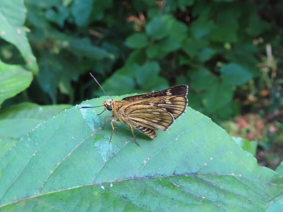 小山内裏公園260802コチャバネセセリ